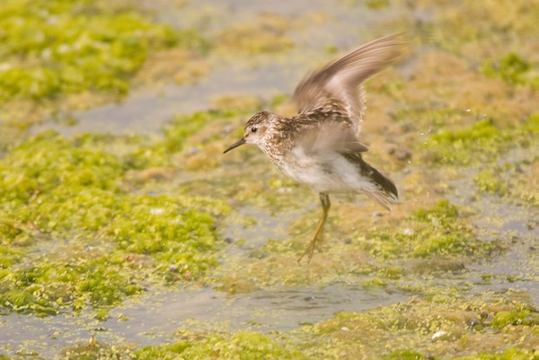 Least Sandpiper Web2012