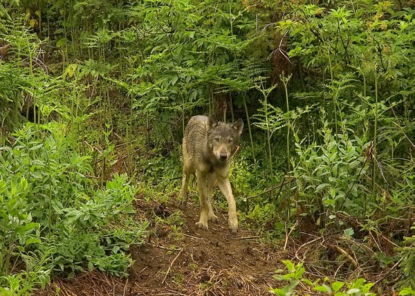 WolfWeb 2012